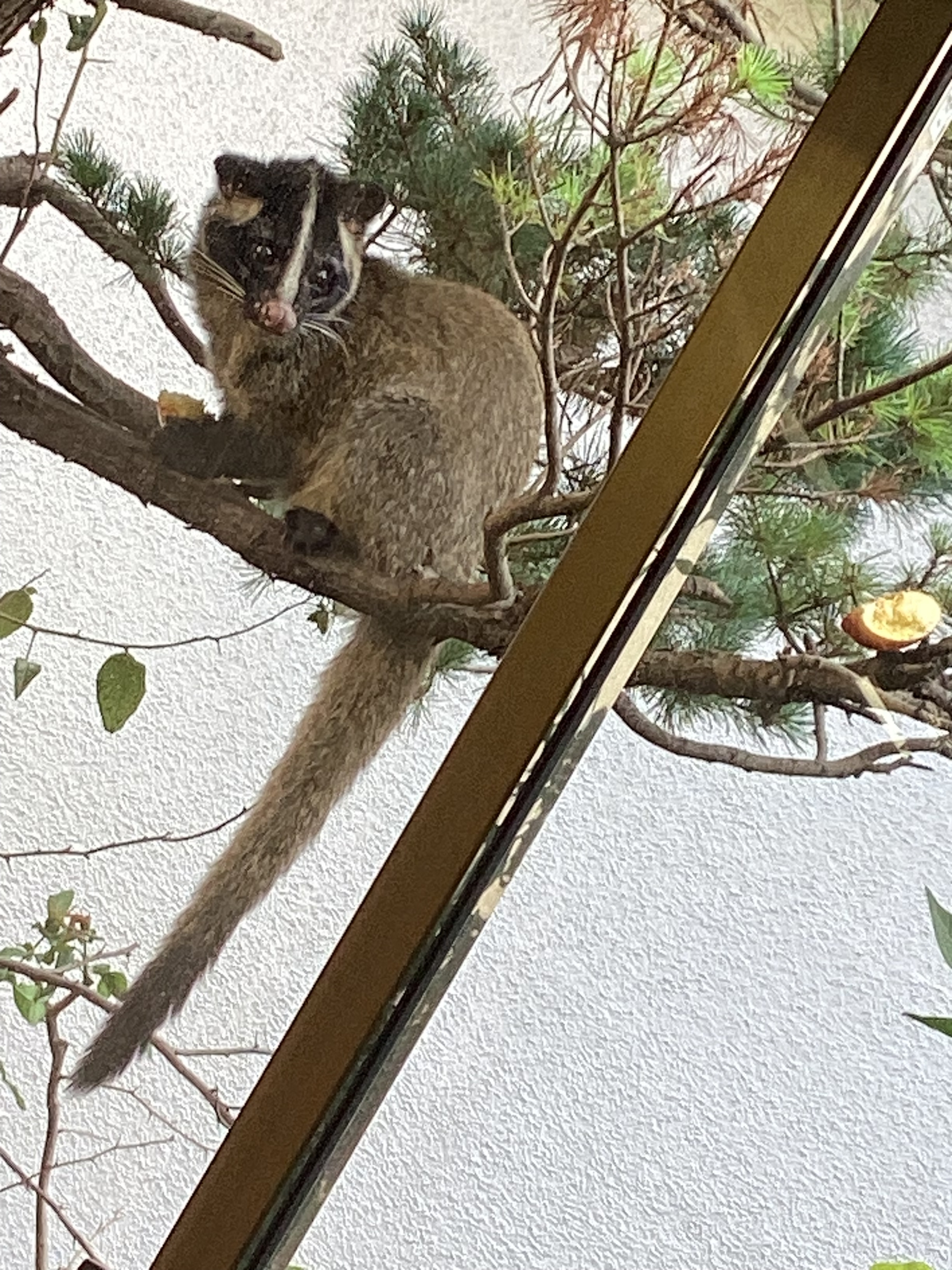 ハクビシン